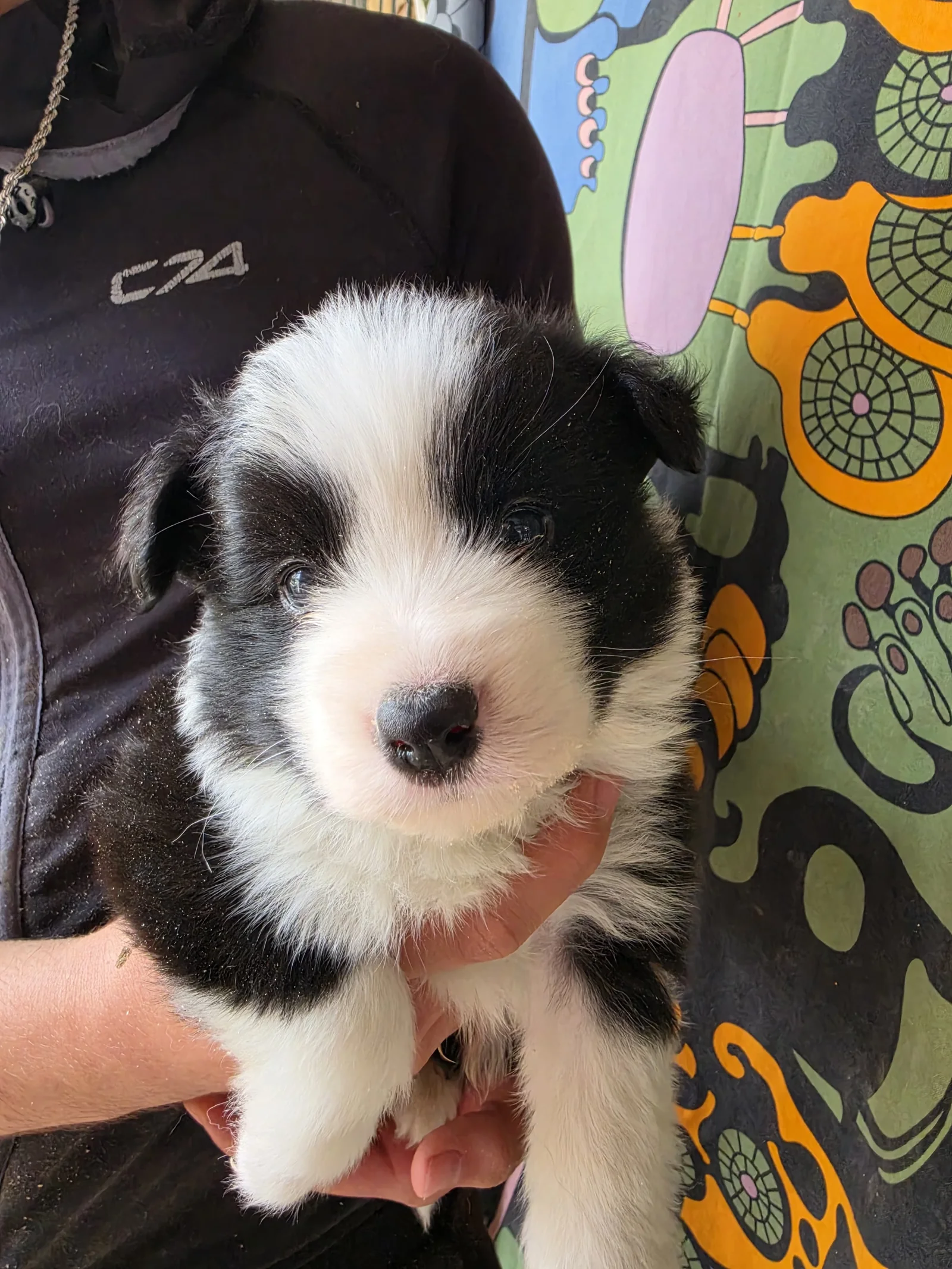 Retrato de un cachorro blanco y negro en brazos.
