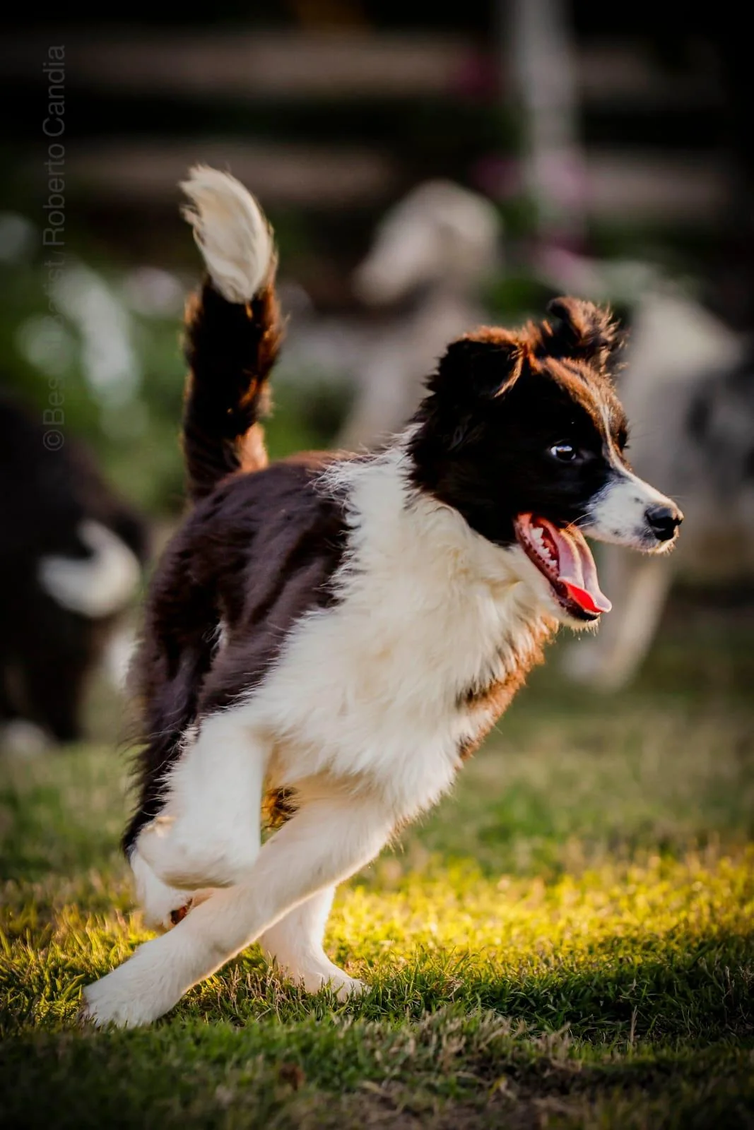 Border Collie corriendo sobre el césped