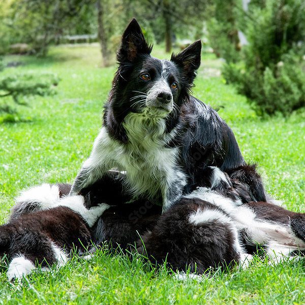 Criadero Border Collie - Roy Lebrel
